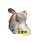 ミャウの日常（個別スタンプ：13）