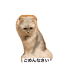 ミャウの日常（個別スタンプ：14）