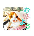ミャーたん2 使える日常会話編（個別スタンプ：1）