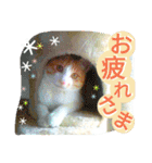 ミャーたん2 使える日常会話編（個別スタンプ：2）