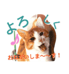 ミャーたん2 使える日常会話編（個別スタンプ：3）
