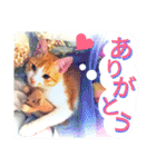 ミャーたん2 使える日常会話編（個別スタンプ：4）