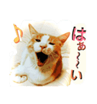 ミャーたん2 使える日常会話編（個別スタンプ：5）