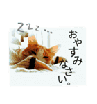 ミャーたん2 使える日常会話編（個別スタンプ：6）