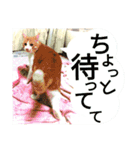 ミャーたん2 使える日常会話編（個別スタンプ：9）