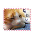 ミャーたん2 使える日常会話編（個別スタンプ：10）