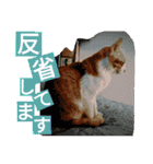 ミャーたん2 使える日常会話編（個別スタンプ：11）