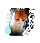ミャーたん2 使える日常会話編（個別スタンプ：12）