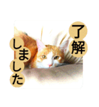 ミャーたん2 使える日常会話編（個別スタンプ：16）