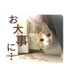 ミャーたん2 使える日常会話編（個別スタンプ：17）