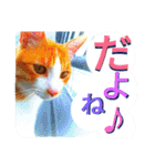 ミャーたん2 使える日常会話編（個別スタンプ：19）