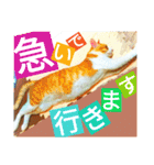 ミャーたん2 使える日常会話編（個別スタンプ：22）
