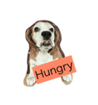 puppy need love（個別スタンプ：2）