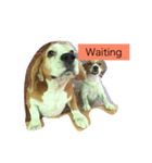 puppy need love（個別スタンプ：5）