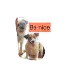 puppy need love（個別スタンプ：8）
