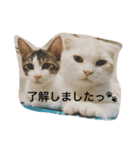 レオ＆ギン2（個別スタンプ：11）