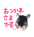 ちゅーれん（個別スタンプ：1）