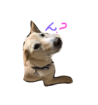 ふうまろの日常（個別スタンプ：4）