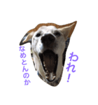 ふうまろの日常（個別スタンプ：5）