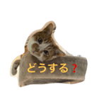 ふうまろの日常（個別スタンプ：6）