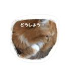 ねこのみゅ2（個別スタンプ：4）
