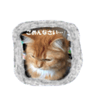 ねこのみゅ2（個別スタンプ：9）