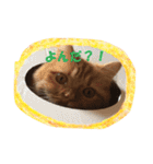 ねこのみゅ2（個別スタンプ：15）