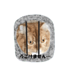 ねこのみゅ2（個別スタンプ：26）