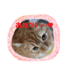 ねこのみゅ2（個別スタンプ：36）