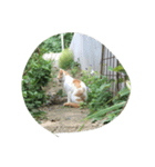 にゃ〜とも言い難きこの世に目をつむる猫（個別スタンプ：1）