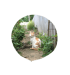 にゃ〜とも言い難きこの世に目をつむる猫（個別スタンプ：2）