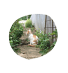 にゃ〜とも言い難きこの世に目をつむる猫（個別スタンプ：4）