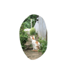 にゃ〜とも言い難きこの世に目をつむる猫（個別スタンプ：5）