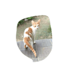 にゃ〜とも言い難きこの世に目をつむる猫（個別スタンプ：7）