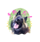 Belgian Tervuren（個別スタンプ：1）