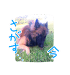 Belgian Tervuren（個別スタンプ：2）