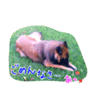 Belgian Tervuren（個別スタンプ：3）