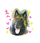 Belgian Tervuren（個別スタンプ：4）