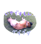 Belgian Tervuren（個別スタンプ：5）