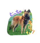 Belgian Tervuren（個別スタンプ：7）