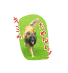 Belgian Tervuren（個別スタンプ：8）