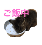 ショコラの毎日（個別スタンプ：1）