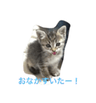 ショコラの毎日（個別スタンプ：3）
