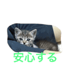 ショコラの毎日（個別スタンプ：6）