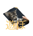 ショコラの毎日（個別スタンプ：8）