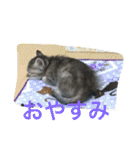 ショコラの毎日（個別スタンプ：9）