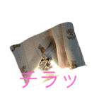 ショコラの毎日（個別スタンプ：10）