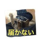 ショコラの毎日（個別スタンプ：11）