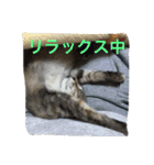 ショコラの毎日（個別スタンプ：13）