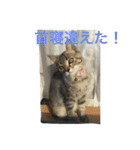 ショコラの毎日（個別スタンプ：14）